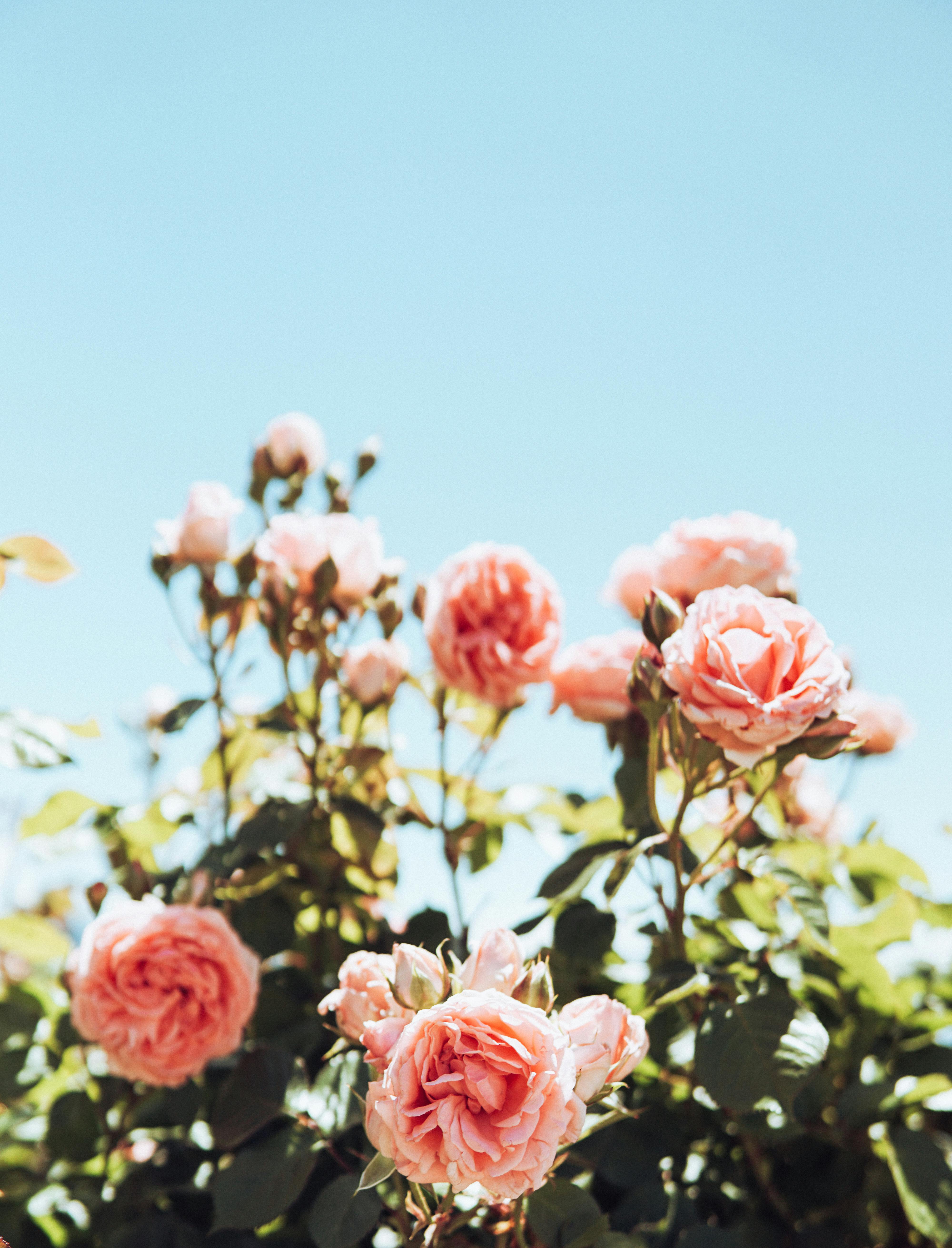 Fleur & Soleil Collection