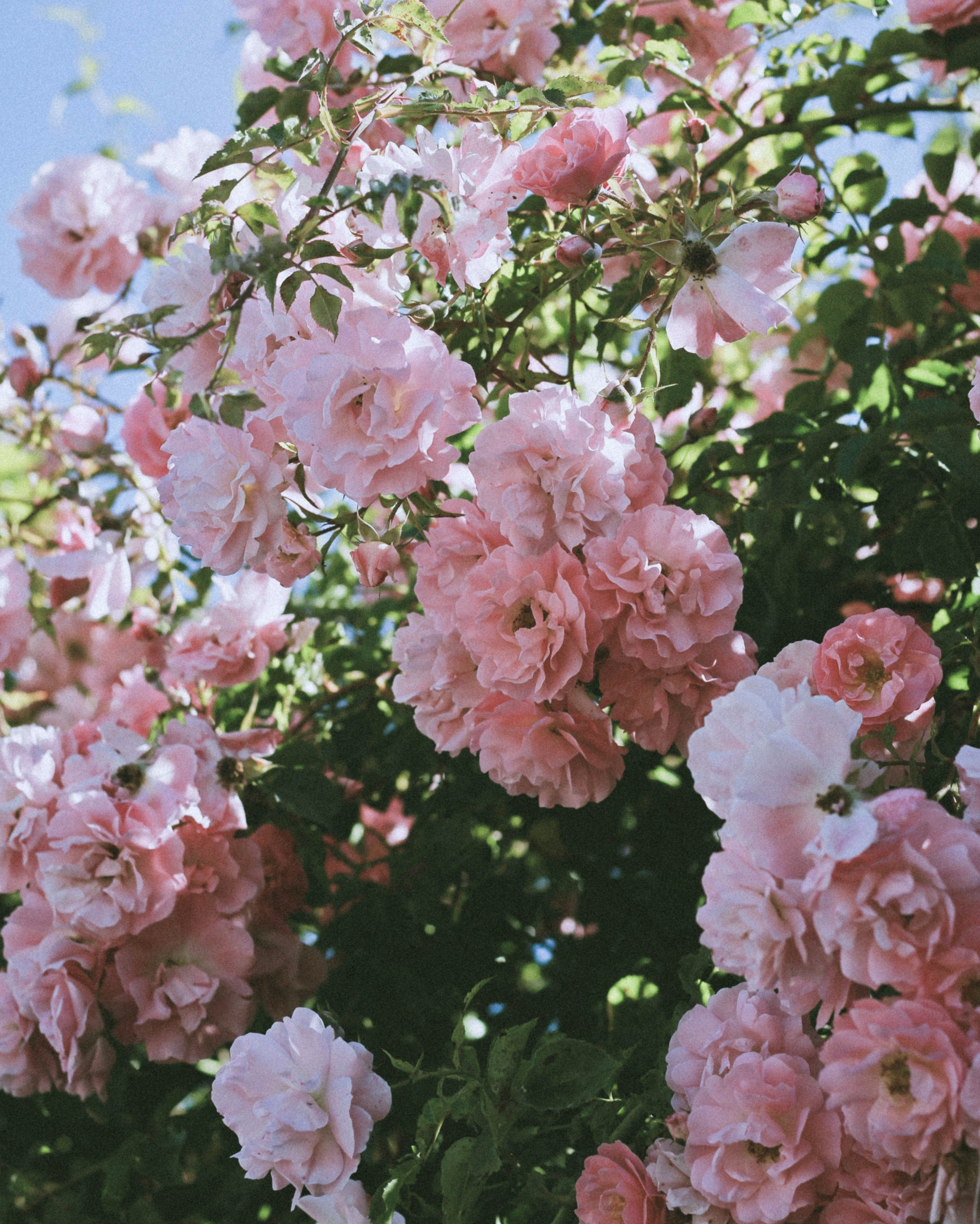 Rose Petal
