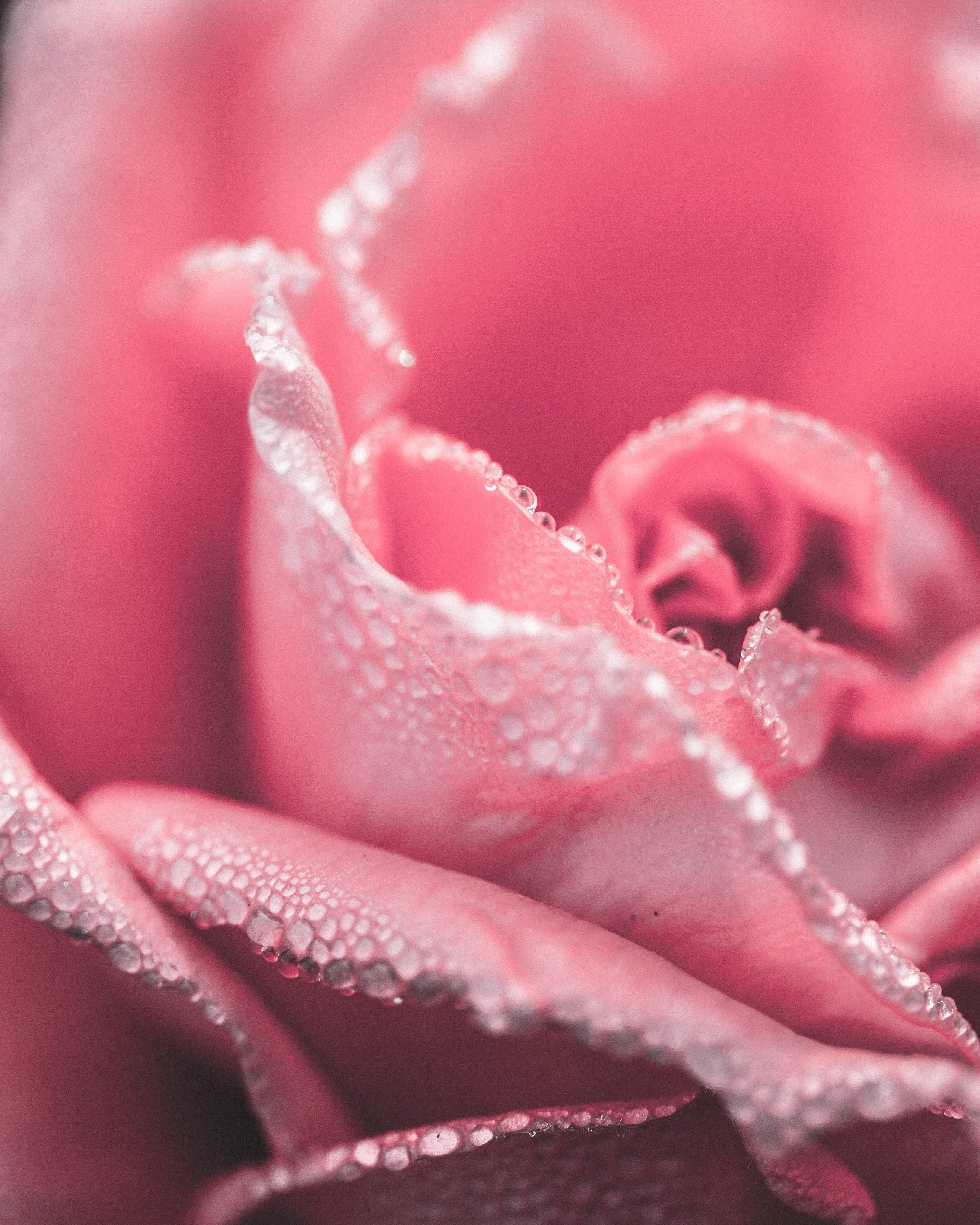 Rose Petal