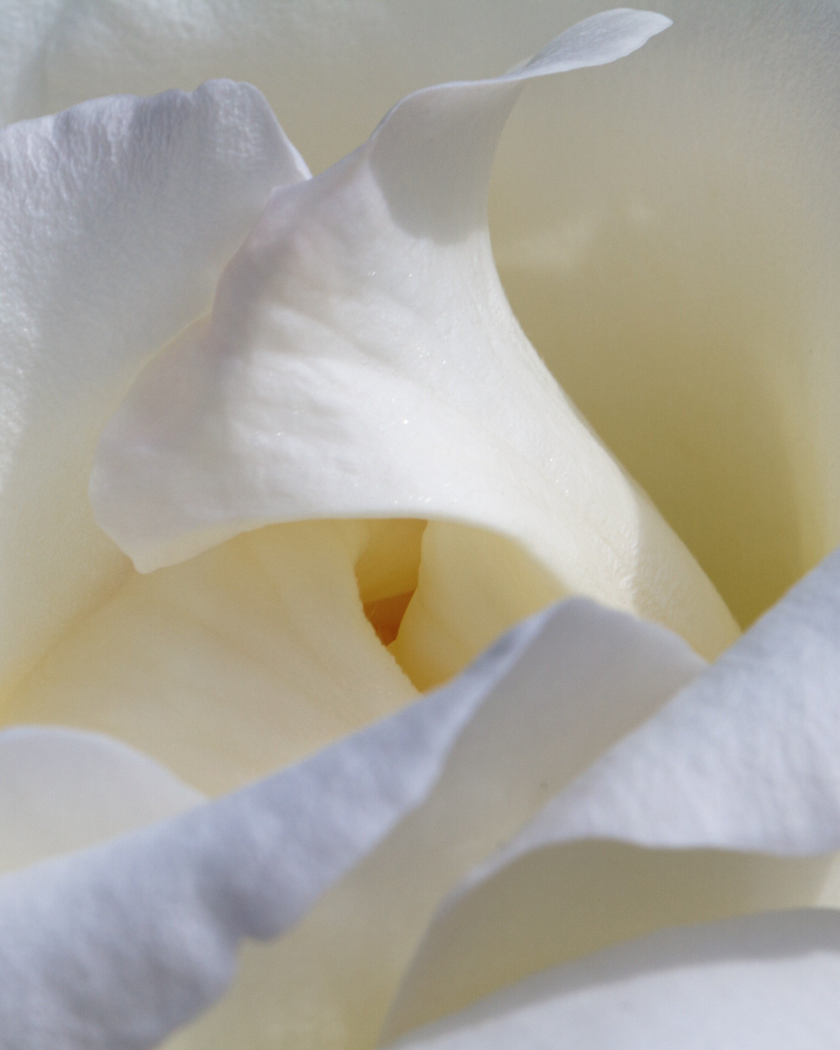 The Eternal Bloom